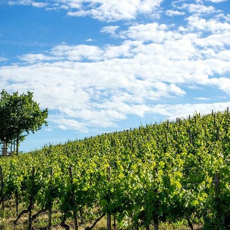 Weingut Knauer Daire Dettelbach Dış mekan fotoğraf
