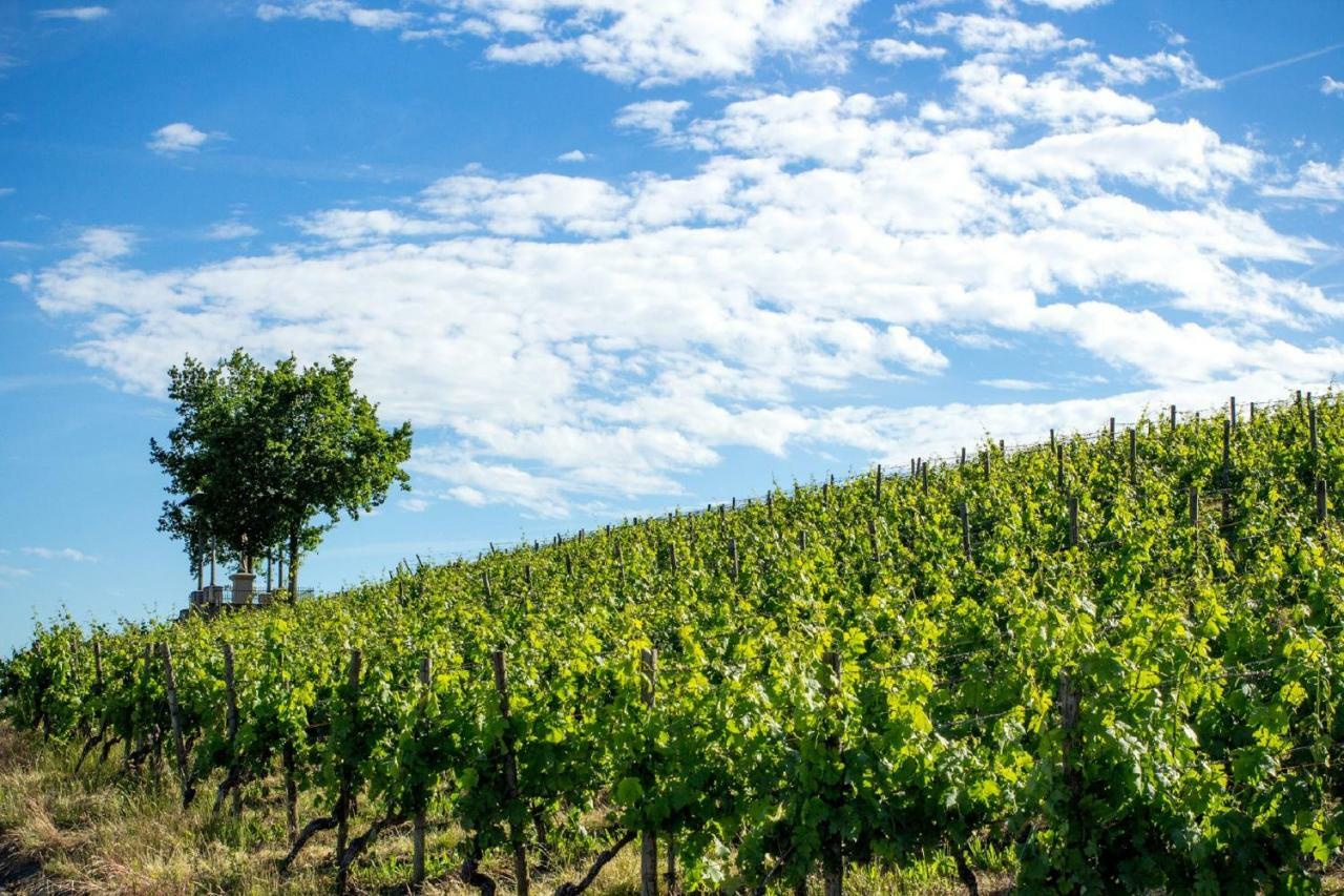 Weingut Knauer Daire Dettelbach Dış mekan fotoğraf
